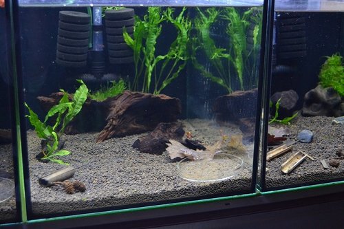 fluval-CBS