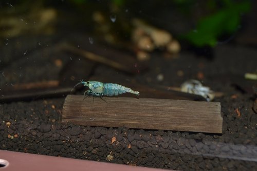 DSC_0896.JPG