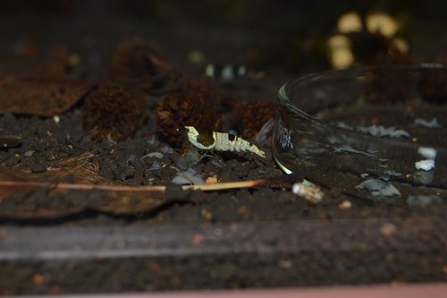 DSC_0069.JPG
