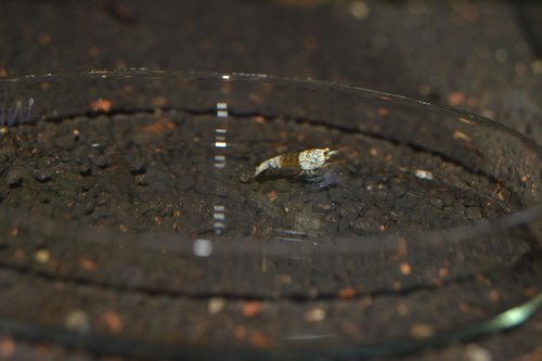 DSC_0098.JPG