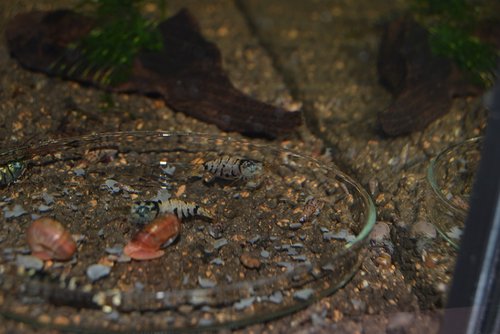 DSC_0060.JPG