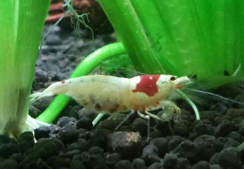 Uz dnes by mala pustit ;)