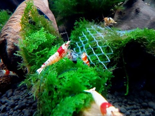 takto papame slimaka