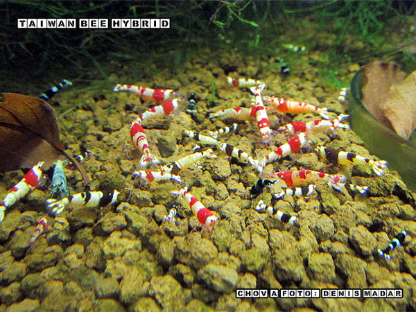 Taiwan-Bee-Hybrid-2.jpg