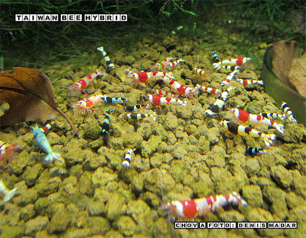 Taiwan-Bee-Hybrid-3.jpg