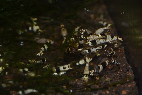 DSC_1094.JPG
