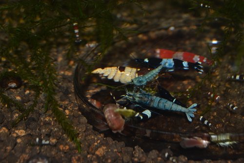 DSC_1097.JPG