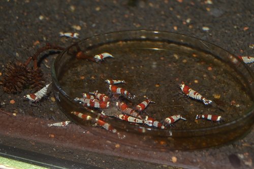 DSC_1101.JPG