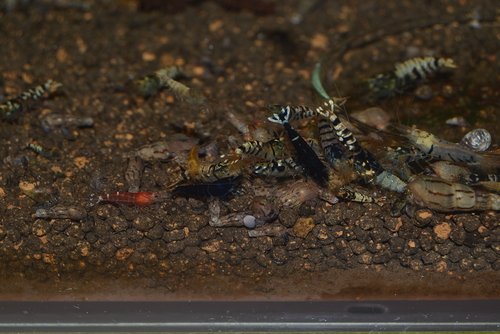 DSC_1144.JPG