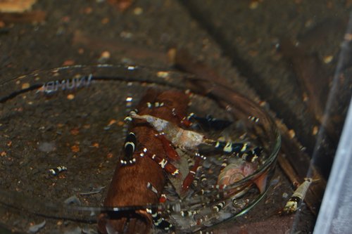 DSC_1161.JPG