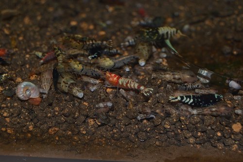 DSC_1163.JPG
