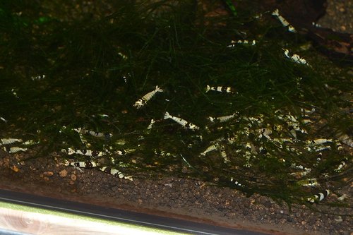 DSC_1171.JPG