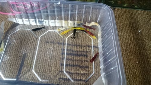 odchyt na caridinashow