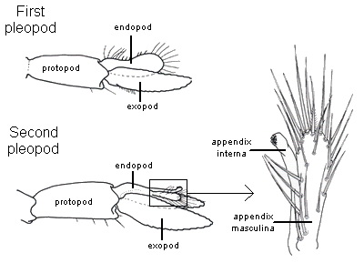 shrimpanat-7.jpg