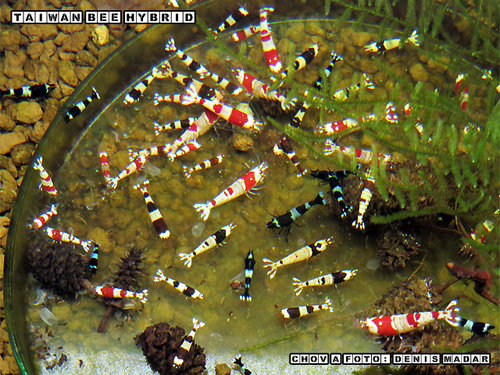 Taiwan-Bee-Hybrid-4.jpg