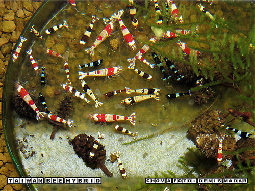 Taiwan-Bee-Hybrid-5.jpg