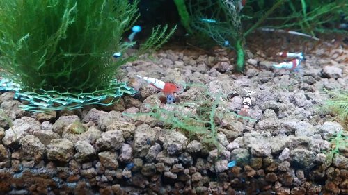 IMG_20170415_173009.jpg