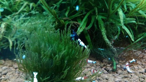 IMG_20170415_172857.jpg
