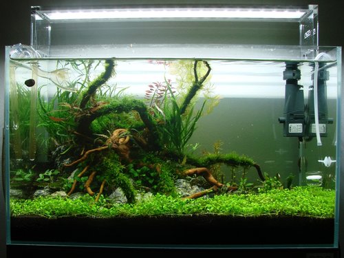 afer 3 weeks po uprave w.jpg