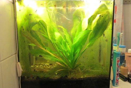 Akvárium v koupelně.jpg