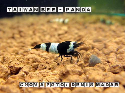 Taiwan_Bee_-_Panda_-_Denis_Madar.jpg