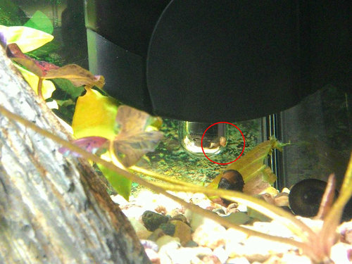 dalsi slimacik 1.jpg