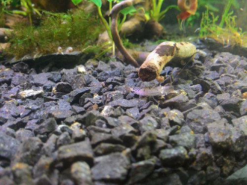 P_20150423_155704.jpg (185.49 KiB) 7644 zobrazení takto ju obycajny slaby prud vykacuje a prevaluje