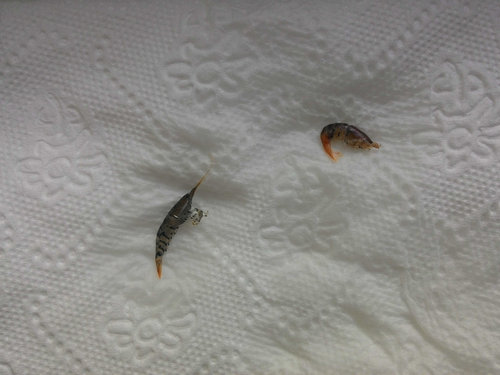 krev 01.jpg (191.81 KiB) 7622 zobrazení napravo krevetka zo vcera, nalavo z dnes rana