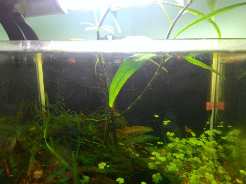 a toto je ta vyholena stonka :)