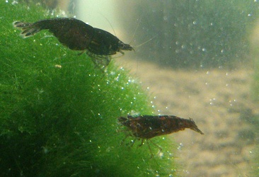 Black sakura od pana Vysluzila