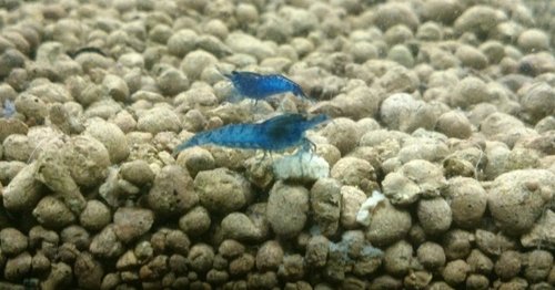 Blue velvet od milosa este raz vdaka :)