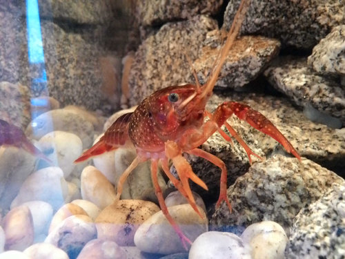 sonička s dorastajúcim klepietkom