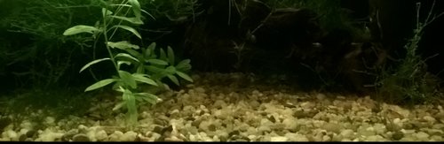 Fantasia Painting(26).jpg