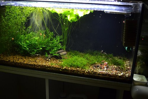 monosolenium vystriedal fissidens