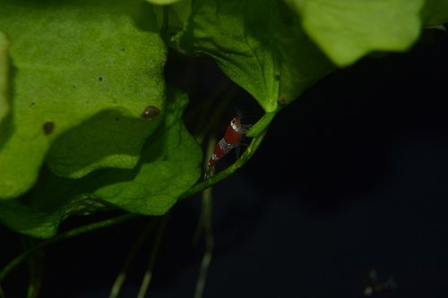 DSC_0064 (2).JPG