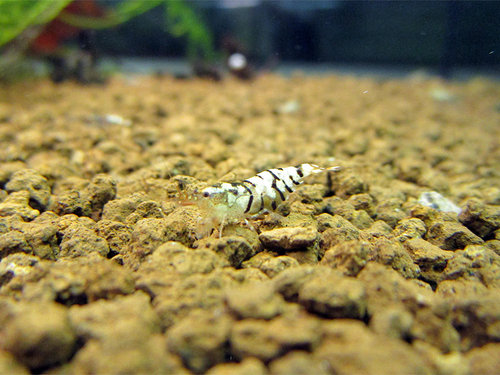Tibee1_Denis.jpg
