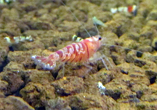 tibee_red-tiger.jpg