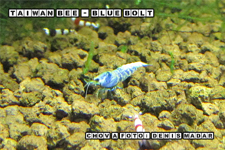 Taiwan-Bee---Blue-Bolt.jpg