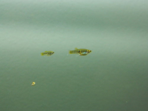 Neoheterandria elegans