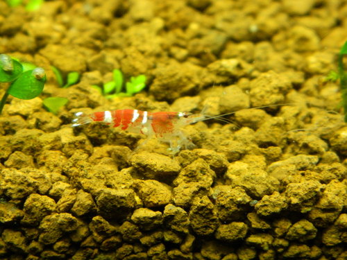 Kus od Denisa trieda C