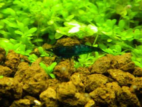 018.jpg (285.65 KiB) 8261 zobrazení Kus od Maroša