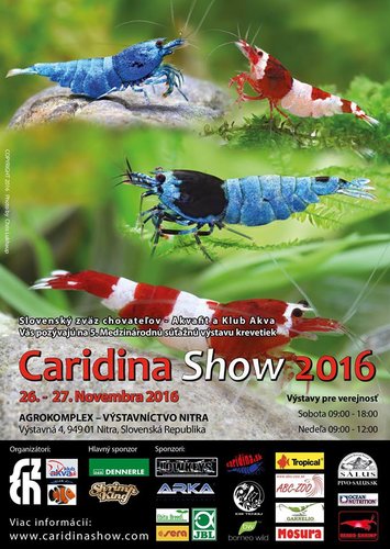 caridina show.jpg