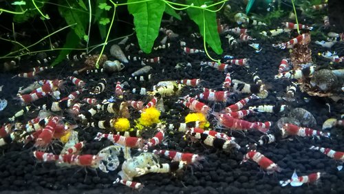 peletky hokaido - Burgun.jpg