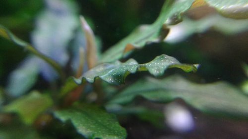 IMG_20170123_204613582.jpg