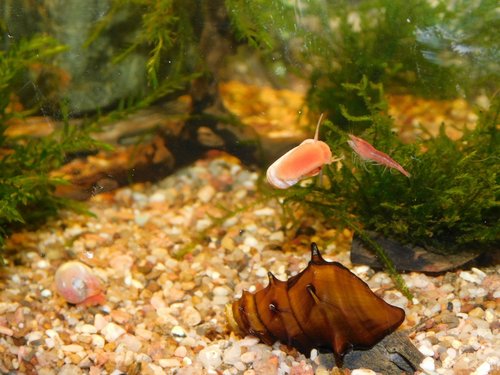 Krevetky je ťažko sfotiť