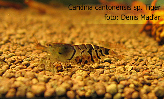 Caridina_cantonensis_sp._Tiger.jpg