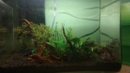 cele akvarium.jpg
