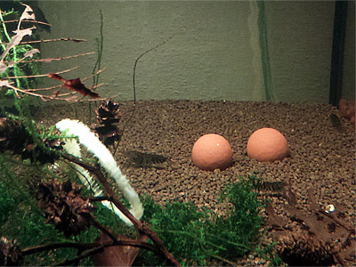 Maifanitum_Mineral_Balls.jpg