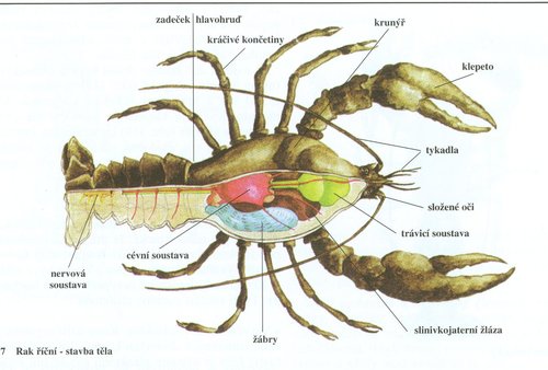 36.Rak_ricni_-_stavba_tela.jpg