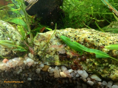 krevetky vs granolka_PerfectPhoto.cz_2015-03-05 20-18-03.jpg (183.42 KiB) 4745 zobrazení slimaci sa na granolku vrhaju pazravejsie ako krevetky tusim